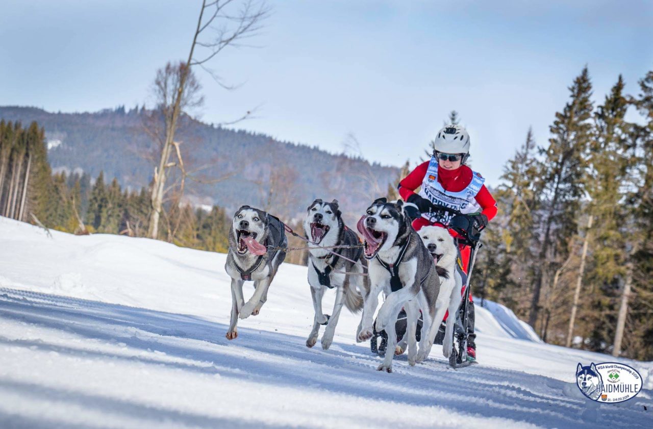 Der Schlittenhundesport BadenWürttembergischer Schlittenhundesport