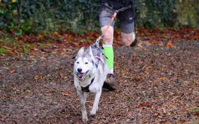 BWSC lädt euch auch dieses Jahr wieder zum Schlittenhunderennen in Reisenbach ein.