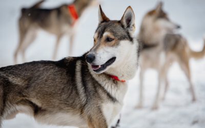 Schlittenhunderennen in Unterjoch